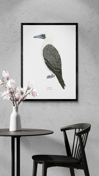 Piquero - Fran Sandoval