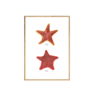 Estrellas de Mar - Fran Sandoval