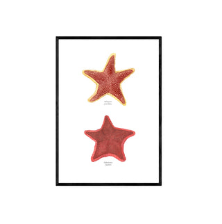 Estrellas de Mar - Fran Sandoval