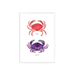 Jaibas - Fran Sandoval