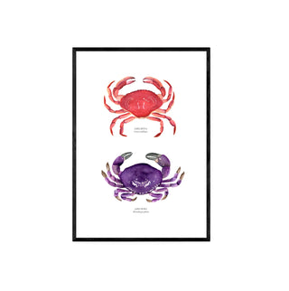 Jaibas - Fran Sandoval