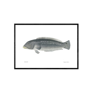 Rollizo - Fran Sandoval