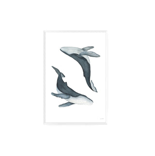 Ballenas que bailan  - Fran Sandoval