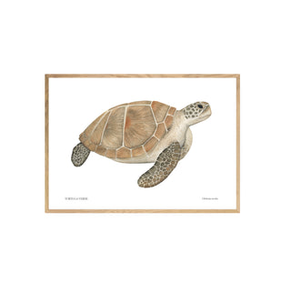 Tortuga Verde  - Fran Sandoval