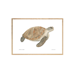 Tortuga Verde  - Fran Sandoval