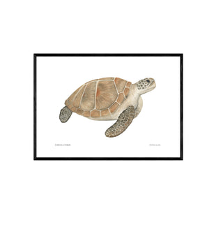 Tortuga Verde  - Fran Sandoval