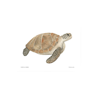 Tortuga Verde  - Fran Sandoval