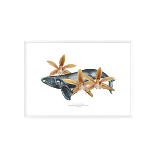 Franca Austral y Orquideas - Tita Bianchi