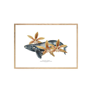 Franca Austral y Orquideas - Tita Bianchi