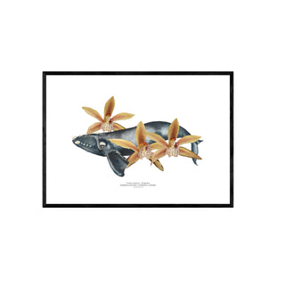 Franca Austral y Orquideas - Tita Bianchi