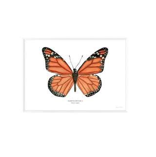 Mariposa Monarca - Fran Sandoval