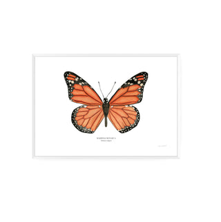 Mariposa Monarca - Fran Sandoval