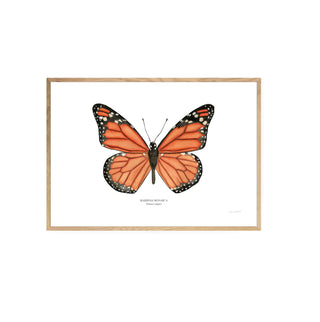 Mariposa Monarca - Fran Sandoval