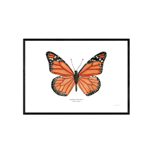 Mariposa Monarca - Fran Sandoval