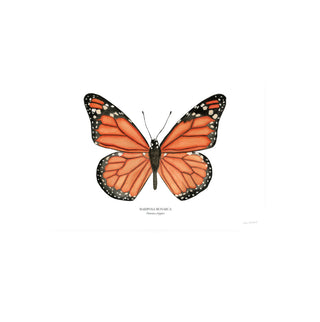 Mariposa Monarca - Fran Sandoval