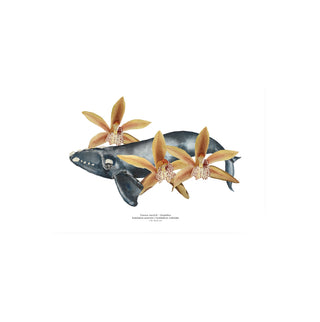 Franca Austral y Orquideas - Tita Bianchi