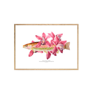 Trucha Orquídea - Tita Bianchi