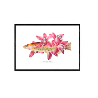 Trucha Orquídea - Tita Bianchi