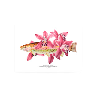 Trucha Orquídea - Tita Bianchi