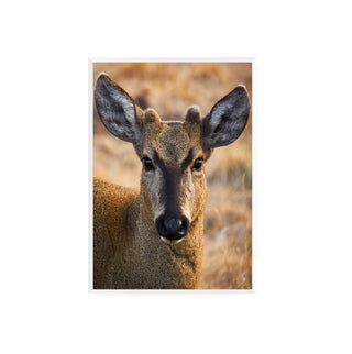 Huemul Curioso - Roberto Mayol