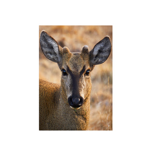 Huemul Curioso - Roberto Mayol