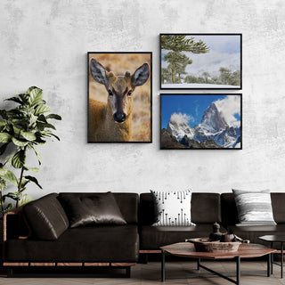 Huemul Curioso - Roberto Mayol