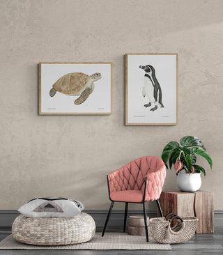 Pingüino de Humboldt - Fran Sandoval