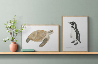 Pingüino de Humboldt - Fran Sandoval