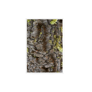 Textura Araucaria - Roberto Mayol