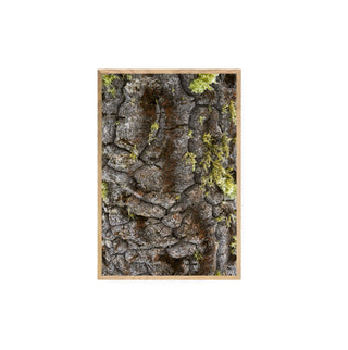 Textura Araucaria - Roberto Mayol