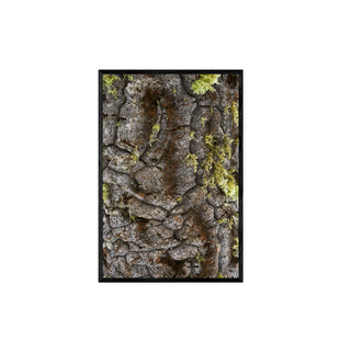 Textura Araucaria - Roberto Mayol