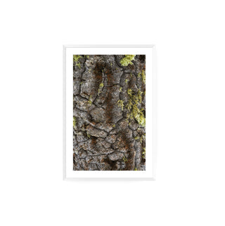 Textura Araucaria - Roberto Mayol