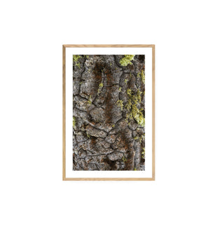 Textura Araucaria - Roberto Mayol