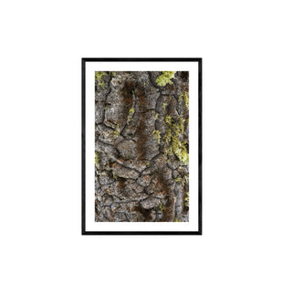 Textura Araucaria - Roberto Mayol