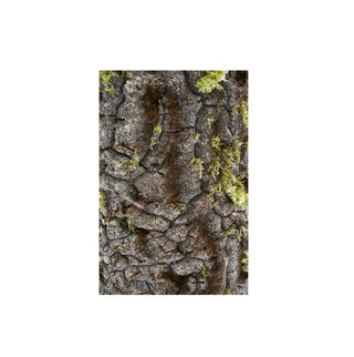 Textura Araucaria - Roberto Mayol