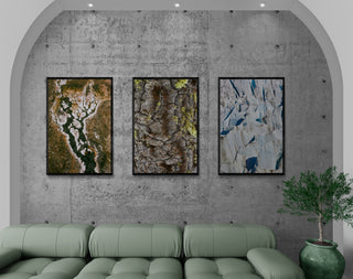 Textura Araucaria - Roberto Mayol