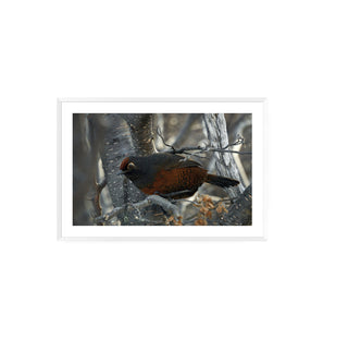 Huedhued I  - Roberto Mayol