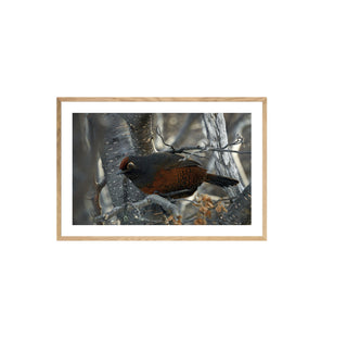 Huedhued I  - Roberto Mayol