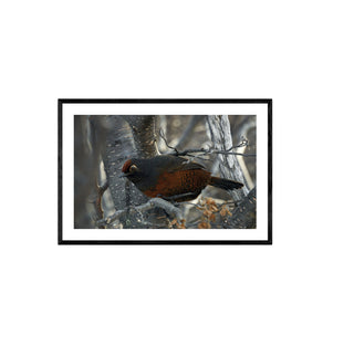 Huedhued I  - Roberto Mayol