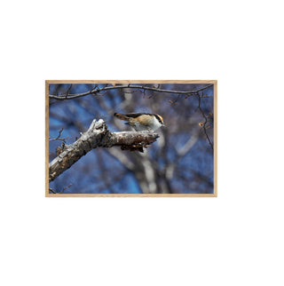 Rayadito - Roberto Mayol