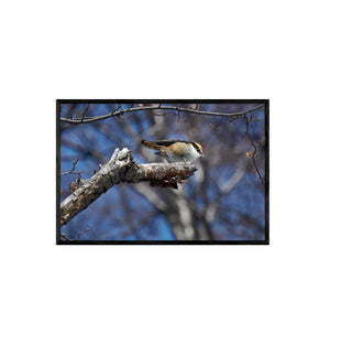 Rayadito - Roberto Mayol