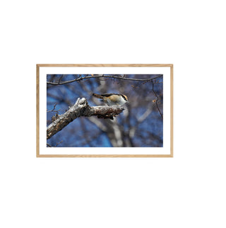 Rayadito - Roberto Mayol