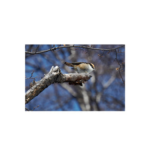 Rayadito - Roberto Mayol