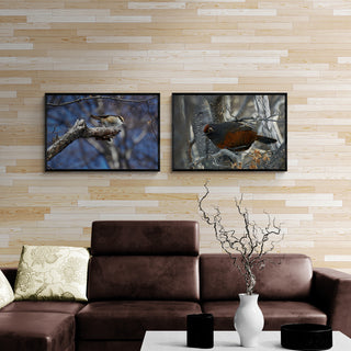 Rayadito - Roberto Mayol