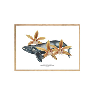 Franca Austral y Orquideas - Tita Bianchi