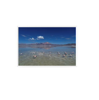 Flamencos, Salar de Surire - Daniel Filipek