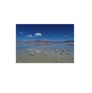 Flamencos, Salar de Surire - Daniel Filipek