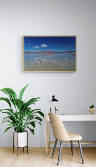 Flamencos, Salar de Surire - Daniel Filipek