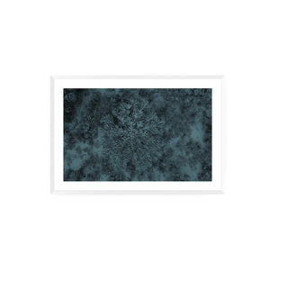 Araucaria, Parque Nacional Conguillío - Daniel Filipek