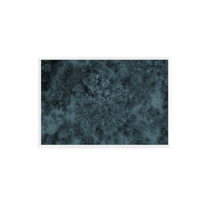 Araucaria, Parque Nacional Conguillío - Daniel Filipek